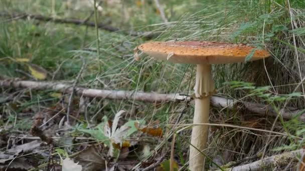 Агарика або аманіта мускарія в осінньому лісі. Отруйні гриби. — стокове відео
