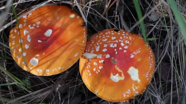 Két légy Agaric vagy Amanita muscaria az őszi erdőben. Mérgező gomba. — Stock videók