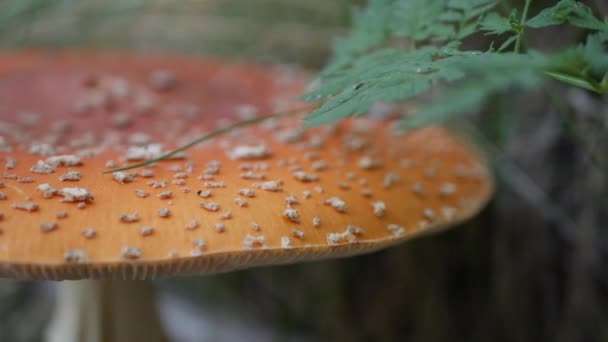 De Fly Agaric of Amanita muscaria in het najaarsbos. Giftige paddenstoelen. — Stockvideo