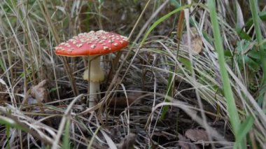 Fly Agaric veya Amanita muscaria sonbahar ormanında. Zehirli mantarlar..