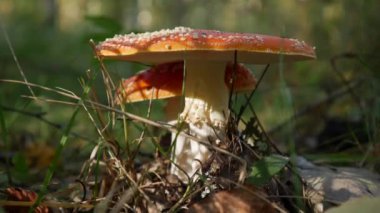 Sonbahar ormanında iki Fly Agaric veya Amanita muscaria. Zehirli mantarlar..