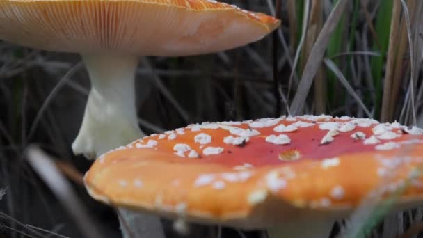 Deux mouches agariques ou Amanita muscaria dans la forêt d'automne. Champignons empoisonnés. — Video