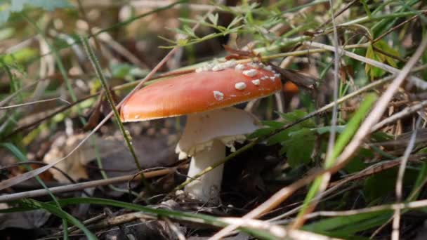 Fly Agaric nebo Amanita muscaria v podzimním lese. Jedovaté houby. — Stock video