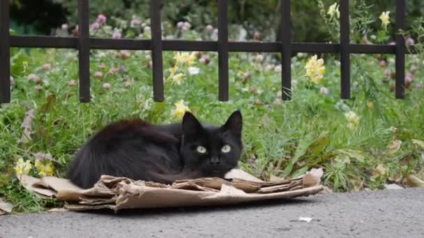 Kartonda oturan evsiz siyah kedi. Serseri hayvan kavramı. — Stok video