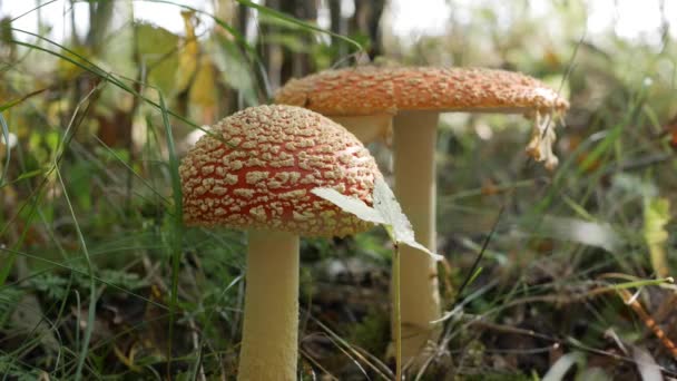 Dois Fly Agaric ou Amanita muscaria na floresta de outono. Cogumelos venenosos. — Vídeo de Stock