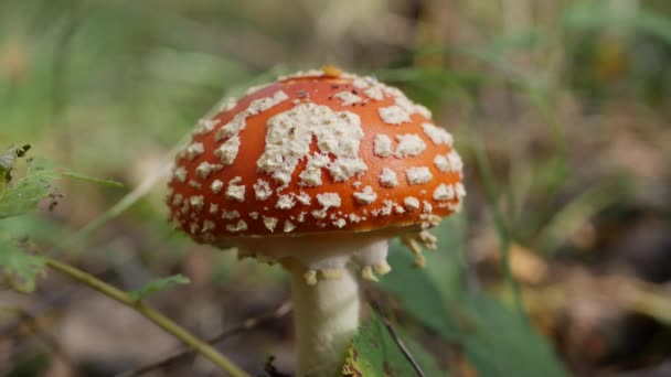 La Fly Agaric ou Amanita muscaria dans la forêt d'automne. Champignons empoisonnés. — Video