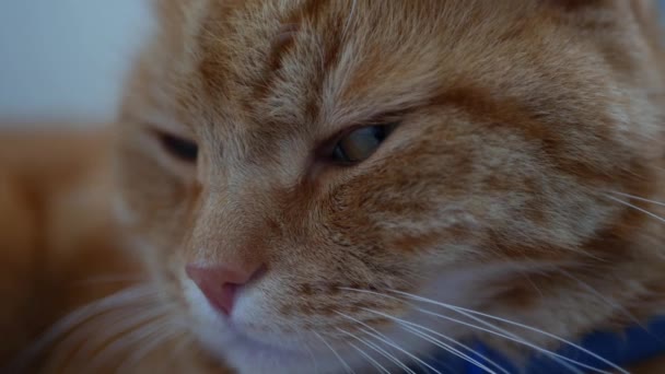 Červená kočka odpočívá a dívá se do kamery. Cat hraje uvnitř. — Stock video