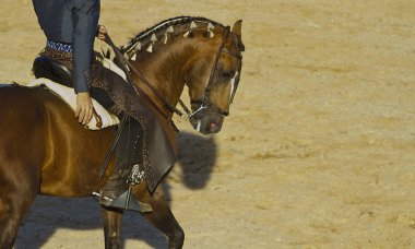 at sırtında boğa güreşi. tipik İspanyol boğa güreşi.