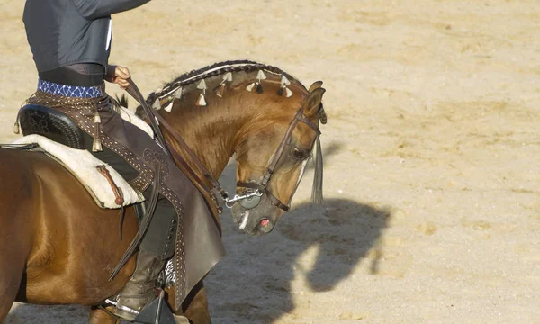 at sırtında boğa güreşi. tipik İspanyol boğa güreşi.