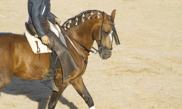 Драка Быков Лошадях Типичный Бой Быков Испании — стоковое фото
