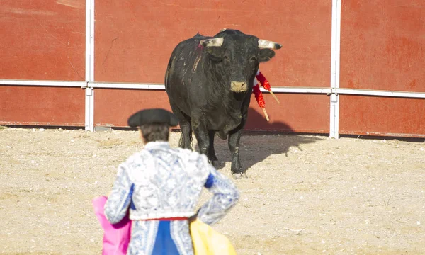 Torero Toro Corrida Toros Madrid España — Foto de Stock