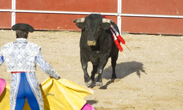 Torero Bull Bullfight Madrid Spain — Stock Photo, Image