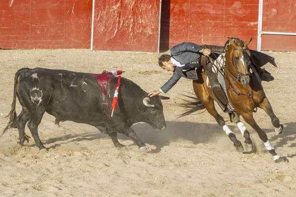 Madrid, İspanya - 10 Eylül 2010: boğa güreşi ile at nalı, rejoneadores olarak da bilinir. geleneksel İspanyol Festivali nerede cesur bir boğa kum adam karşı karşıya