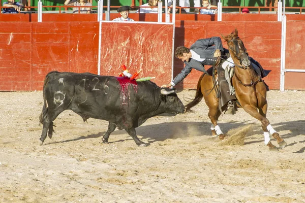 Madrid, İspanya - 10 Eylül 2010: boğa güreşi ile at nalı, rejoneadores olarak da bilinir. geleneksel İspanyol Festivali nerede cesur bir boğa kum adam karşı karşıya