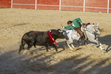 Madrid, İspanya - 10 Eylül 2010: boğa güreşi ile at nalı, rejoneadores olarak da bilinir. geleneksel İspanyol Festivali nerede cesur bir boğa kum adam karşı karşıya