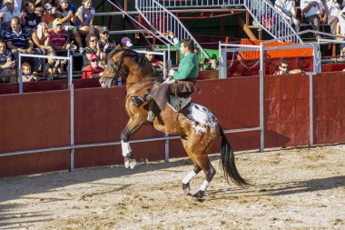 Madrid, İspanya - 10 Eylül 2010: boğa güreşi ile at nalı, rejoneadores olarak da bilinir. geleneksel İspanyol Festivali nerede cesur bir boğa kum adam karşı karşıya
