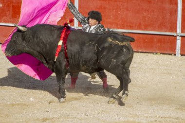 Madrid, İspanya - 10 Eylül 2010: boğa güreşi ile at nalı, rejoneadores olarak da bilinir. geleneksel İspanyol Festivali nerede cesur bir boğa kum adam karşı karşıya