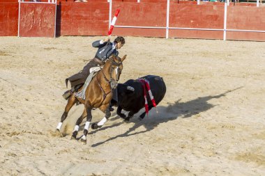 Madrid, İspanya - 10 Eylül 2010: boğa güreşi ile at nalı, rejoneadores olarak da bilinir. geleneksel İspanyol Festivali nerede cesur bir boğa kum adam karşı karşıya