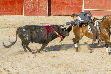 Madrid, İspanya - 10 Eylül 2010: boğa güreşi ile at nalı, rejoneadores olarak da bilinir. geleneksel İspanyol Festivali nerede cesur bir boğa kum adam karşı karşıya