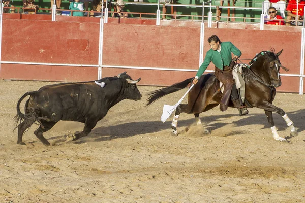 Madrid, İspanya - 10 Eylül 2010: boğa güreşi ile at nalı, rejoneadores olarak da bilinir. geleneksel İspanyol Festivali nerede cesur bir boğa kum adam karşı karşıya