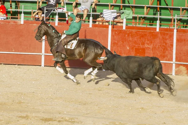 Індонезія Вересня 2010 Бою Биків Кіньми Також Відомий Rejoneadores Традиційні — стокове фото