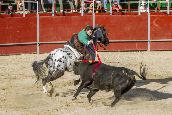 Madrid, İspanya - 10 Eylül 2010: boğa güreşi ile at nalı, rejoneadores olarak da bilinir. geleneksel İspanyol Festivali nerede cesur bir boğa kum adam karşı karşıya