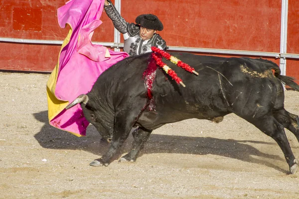 マドリッド スペイン 2010 闘牛馬 Rejoneadores として知られています 伝統的なスペインのお祭り男 砂で勇敢な牛に直面しています — ストック写真