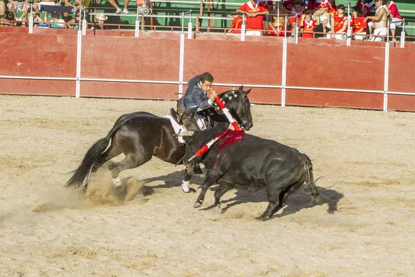 Madrid, İspanya - 10 Eylül 2010: boğa güreşi ile at nalı, rejoneadores olarak da bilinir. geleneksel İspanyol Festivali nerede cesur bir boğa kum adam karşı karşıya