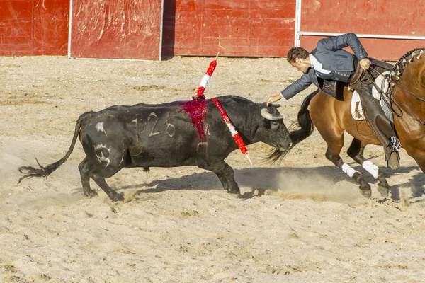 Madrid, İspanya - 10 Eylül 2010: boğa güreşi ile at nalı, rejoneadores olarak da bilinir. geleneksel İspanyol Festivali nerede cesur bir boğa kum adam karşı karşıya