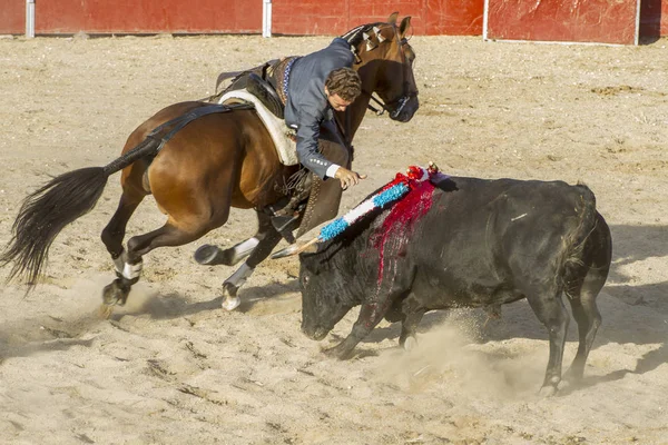 Madrid, İspanya - 10 Eylül 2010: boğa güreşi ile at nalı, rejoneadores olarak da bilinir. geleneksel İspanyol Festivali nerede cesur bir boğa kum adam karşı karşıya