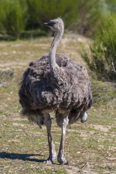 Ostrich Long Neck Huge Legs Ostrich Breeding Farm — Stock Photo, Image