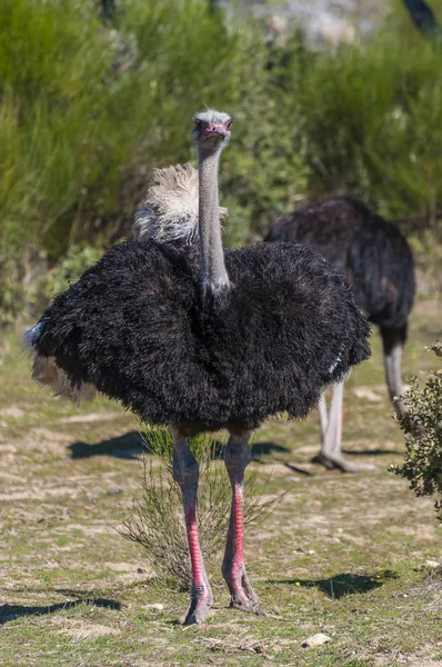 Avestruces Con Cuello Largo Patas Enormes Una Granja Avestruces — Foto de Stock