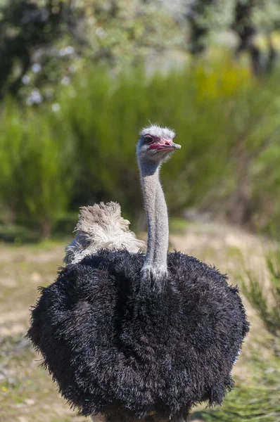 Autruche Cou Long Aux Jambes Énormes Dans Une Ferme Élevage — Photo