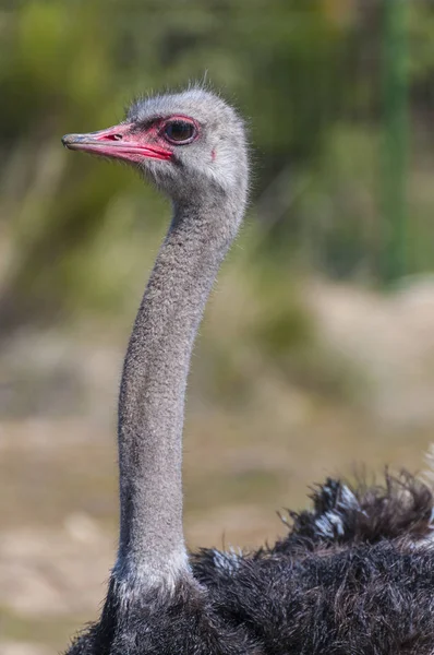 Ostrich Long Neck Huge Legs Ostrich Breeding Farm — Stock Photo, Image