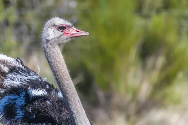 Pštros Dlouhým Krkem Obrovské Nohy Chovu Pštrosí Farmy — Stock fotografie