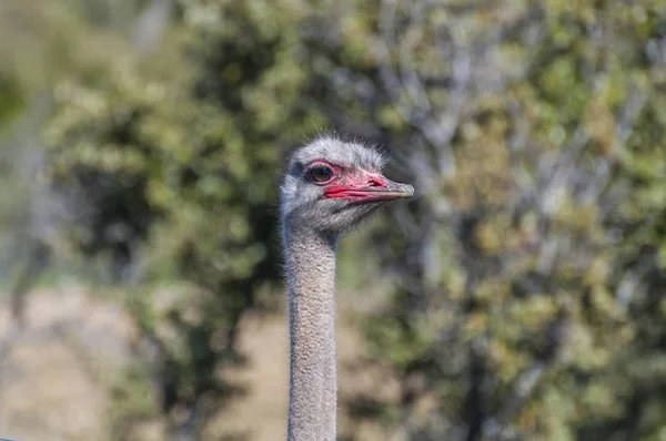 Reserva Avestruz Con Cuello Largo Patas Enormes Una Granja Avestruz — Foto de Stock