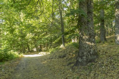 Castanea, eski ve antik kestane Orman il Zamora, İspanya. Ağaçların 500 yıldan