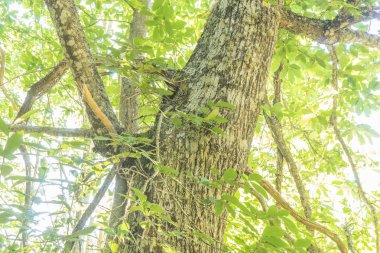 Manzara, eski ve antik kestane Orman il Zamora, İspanya. Ağaçların 500 yıldan