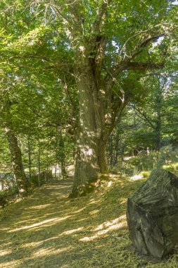 Yeşillik, eski ve antik kestane Orman il Zamora, İspanya. Ağaçların 500 yıldan