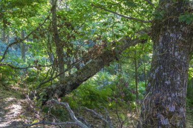 Zamora, İspanya'nın ili kestane orman eski ve antik. Ağaçların 500 yıldan