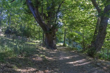Zamora, İspanya'nın ili kestane orman eski ve antik. Ağaçların 500 yıldan