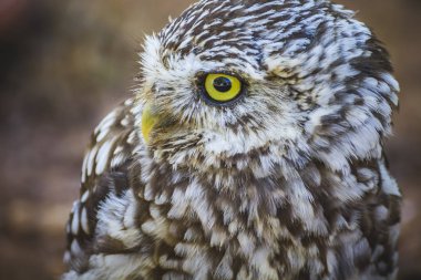 avcı, şirin Kukumav, gri ve sarı Gaga ve beyaz tüy
