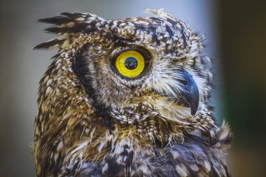 Raptor, güzel baykuş. Yoğun gözleri ve güzel tüyleri var.