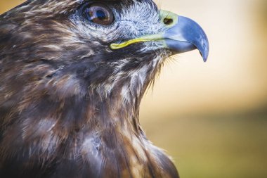 American eagle, gündüz yırtıcı kuş güzel tüyleri ve sarı gagası ile
