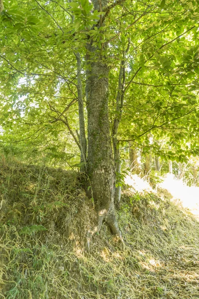 Gamla Och Antika Kastanj Skog Provinsen Zamora Spanien Träd Över — Stockfoto