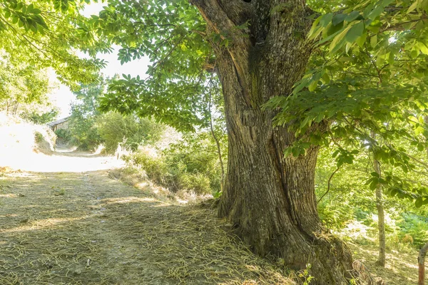 Zamora Spanya Nın Ili Kestane Orman Eski Antik Ağaçların 500 — Stok fotoğraf