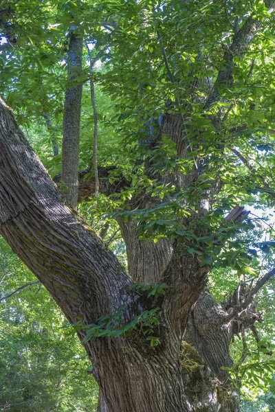 Old Ancient Chestnut Forest Province Zamora Spain Trees 500 Years — Stock Photo, Image