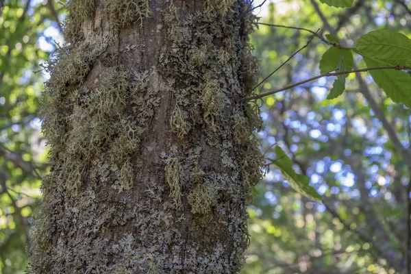 秋には サモラ スペインの州の古いと古代の栗林 500 年以上の木 — ストック写真