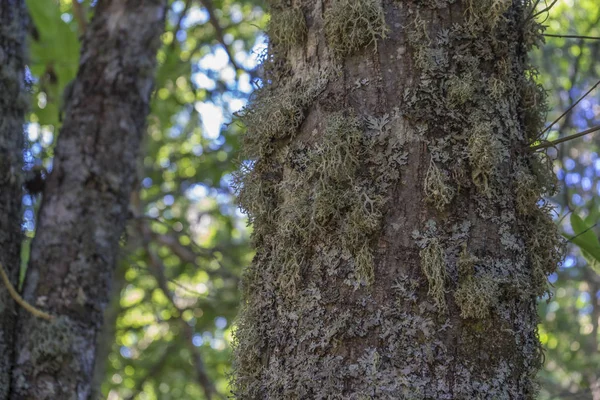 Natura Antica Antica Foresta Castagni Nella Provincia Zamora Spagna Alberi — Foto Stock