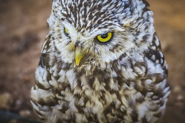 Noctua Şirin Küçük Baykuş Gri Sarı Gaga Beyaz Tüyler — Stok fotoğraf